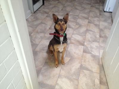 Dog - kelpie, needs a new home  - Adelaide Dogs, Puppies