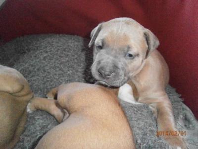 American Staffy puppies - Adelaide Dogs, Puppies