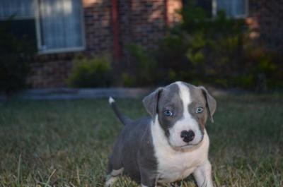 purebred blue american staffy pups - Adelaide Dogs, Puppies