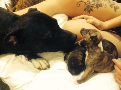 Female Staffy x Roman Nose Bull Terrier Pups - Adelaide Dogs, Puppies
