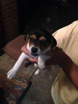 Jack Russell puppy for sale - Adelaide Dogs, Puppies