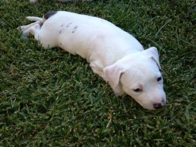 American Staffy Pure breed pups blue pied Amstaff - Adelaide Dogs, Puppies