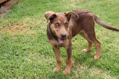 Red Kelpie. Beautiful pup for sale - Adelaide Dogs, Puppies