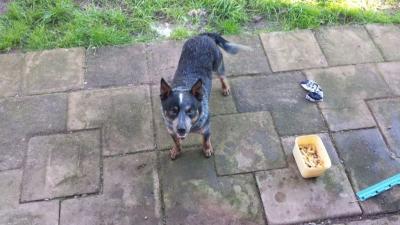 Blue heeler full male - Adelaide Dogs, Puppies