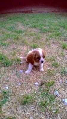 Cavalier King CHarles - Adelaide Dogs, Puppies