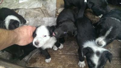 Border Collie X Kelpie Pups - Adelaide Dogs, Puppies