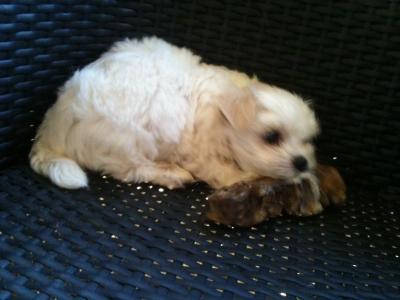 Purebred Maltese Puppies - Adelaide Dogs, Puppies