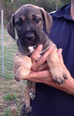 Big & Hairy Wolfhound X Puppies - Adelaide Dogs, Puppies