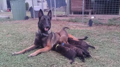Malinois x Dutch Shepherd Puppies - Adelaide Dogs, Puppies
