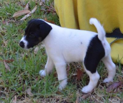 Smooth Fox Terrier Puppies - Adelaide Dogs, Puppies