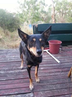 Kelpie free to good home - Adelaide Dogs, Puppies
