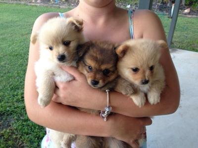 Pomerania puppy's - Adelaide Dogs, Puppies