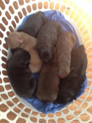Staffy x Mastiff x Arab pups $350 - Adelaide Dogs, Puppies