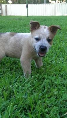 Pure Cattle Dog male 6 weeks old - Adelaide Dogs, Puppies