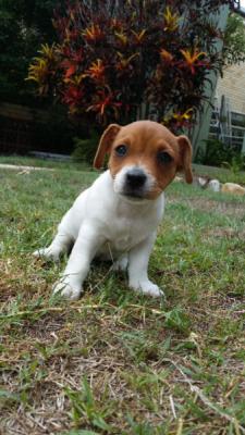 English X Irish Jack Russell Terrier Pups 4 SALE - Adelaide Dogs, Puppies
