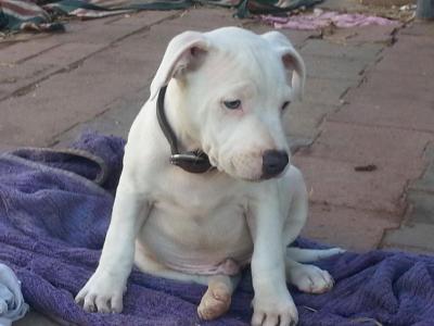 Purebred White English Staffy with Blue bloodlines - Adelaide Dogs, Puppies