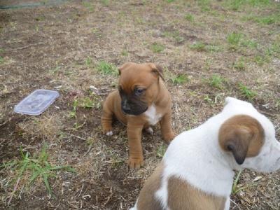 AMERICAN STAFFY x PUPPIES - Adelaide Dogs, Puppies