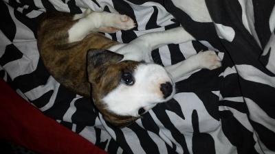 Staffy pups!!!!! - Adelaide Dogs, Puppies