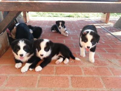 border collie x kelpie pups - Adelaide Dogs, Puppies
