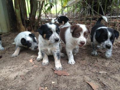 Border Collie x Cattle Dog Puppies - Adelaide Dogs, Puppies