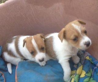 JACK RUSSELL PUPS - Adelaide Dogs, Puppies