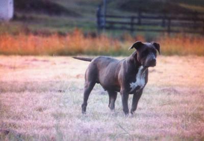 Male & Female Amstaffs - Adelaide Dogs, Puppies