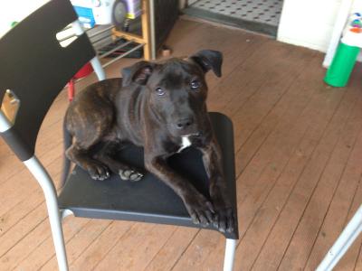 Beautiful Male English Staffy Cross 5 months old - Adelaide Dogs, Puppies