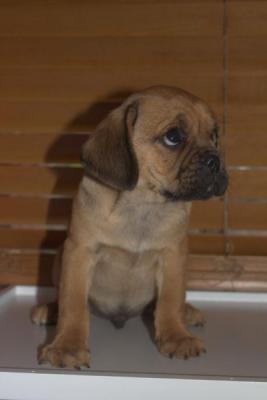 Pug x male pup ( pugalier ) Frankston South  - Adelaide Dogs, Puppies