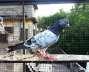 Pigeons for sale  - Lahore Birds