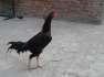 Lakha for sales  - Lahore Birds