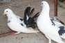 English Fantail Breeder Pair  - Lahore Birds