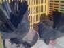 Pigeons for sell  - Mumbai Birds