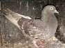 Highflyer Female Pigeon  - Mumbai Birds