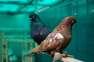 English Long Faced Tumbler  - Lahore Birds