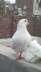 White king breeder male  - Lahore Birds