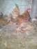 Golden sabrite chicks available  - Lahore Birds