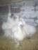 White silkie chicks  - Lahore Birds