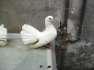 Lakka pigeons Breeder Pairs  - Lahore Birds