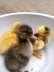 Duck chicks so beautyfull  - Lahore Birds