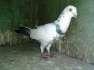 Pigeon sale madrasi - Delhi Birds