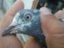 Pigeons banka taddi golden  - Lahore Birds