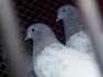 Saleta banka taddi pigeons  - Lahore Birds