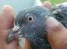 Taddi pigeons whites eyes  - Lahore Birds