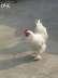 White heavy breader  - Lahore Birds