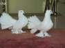 Laka pair is available  - Lahore Birds