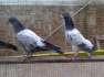 Resulted pigeon chicks  - Lahore Birds