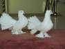 Laka pair is available  - Lahore Birds