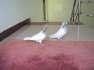 Best Lakha Breeder pair  - Lahore Birds