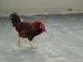 Cocks available for hen - Lahore Birds