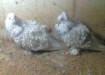 Frillback breeder pair - Lahore Birds